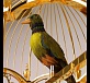 Birdcage - music automaton 05